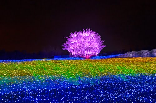 Nabana no Sato3