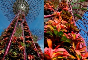 Singapur drveće